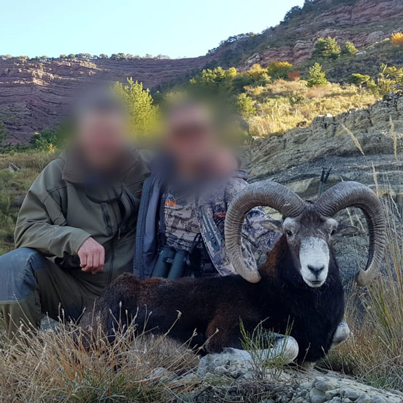 Very nice mouflon trophy harvested in 2019