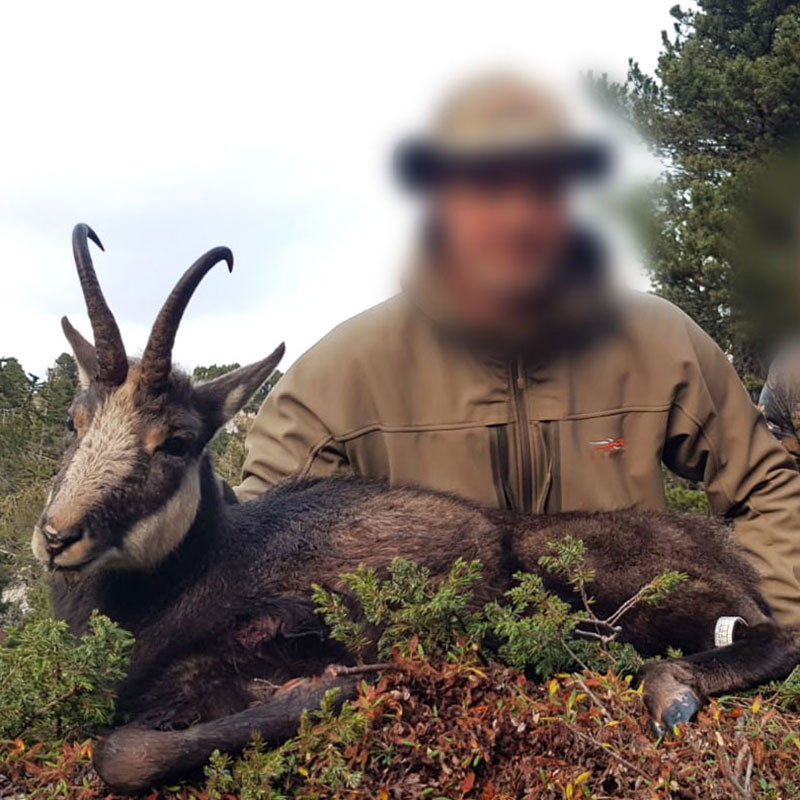 Chartreuse Chamois hunted in the French Alps in October 2019