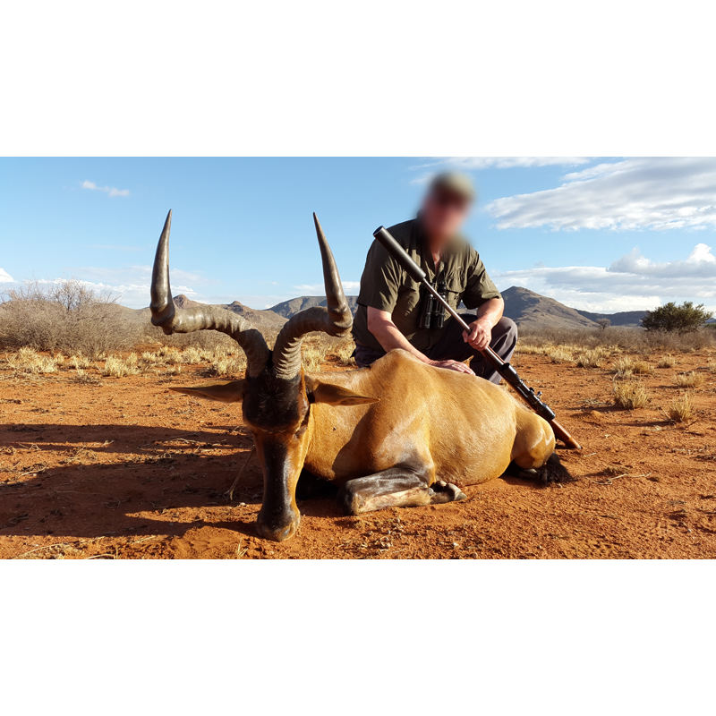 antilope bubale rouge chassé en Namibie