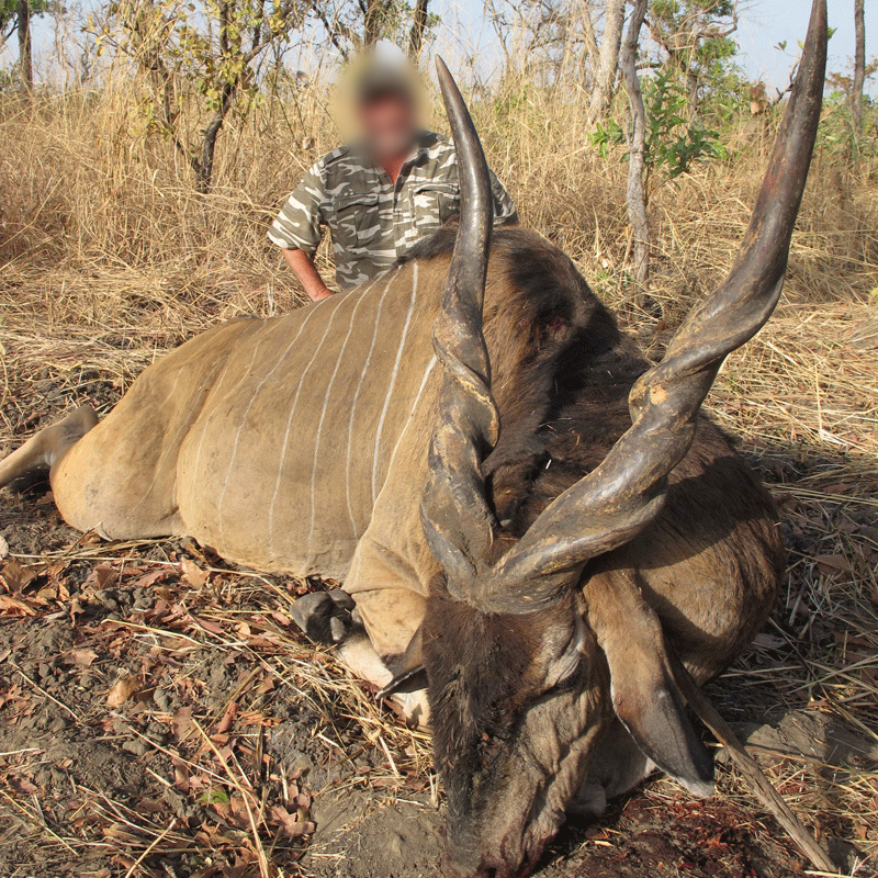 hunter with his nice lord derby eland trophy on faro hunting concession in Cameroon