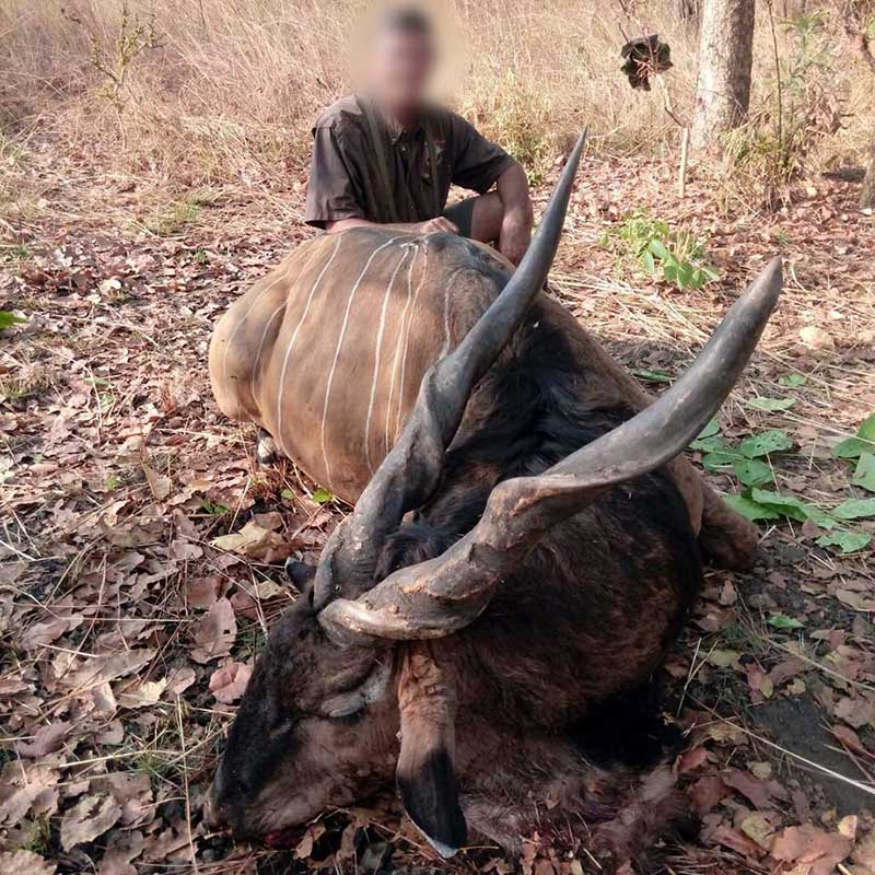 Lord Derby Eland harvested in January 2019