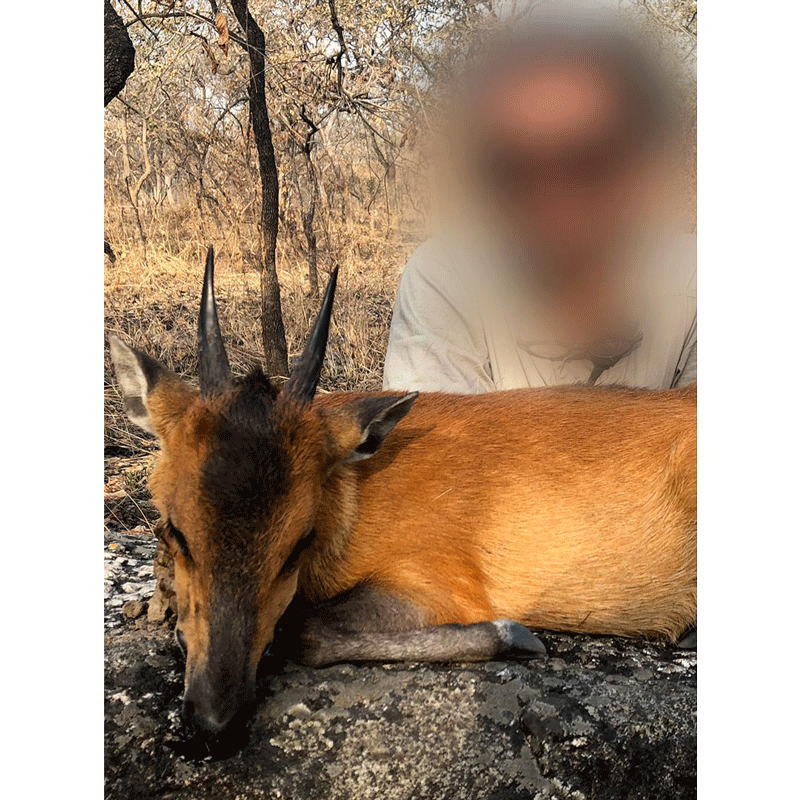 Red-flanked duiker harvested in the Camerooneese bush in 2020