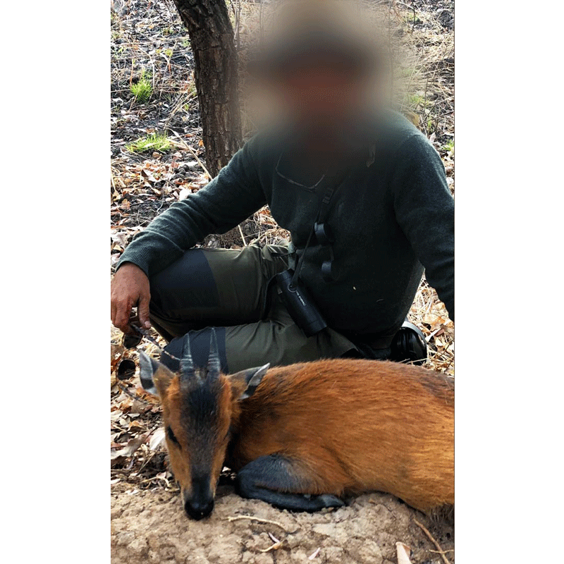 This red-flanked duiker was hunted in Cameroon, on Faro hunting area