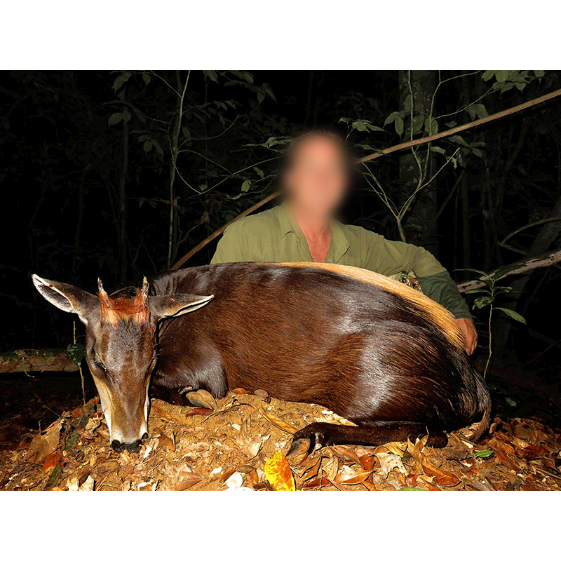 Yellow-backed duiker hunted in Gabon