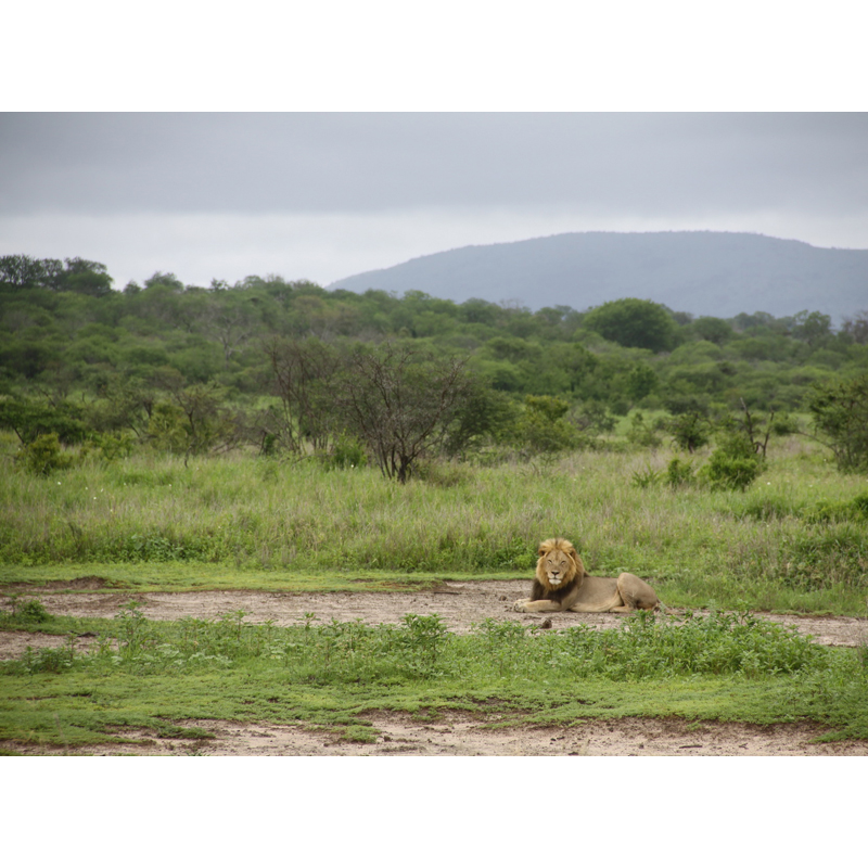 Lion observé sur une zone de chasse en Afrique du Sud