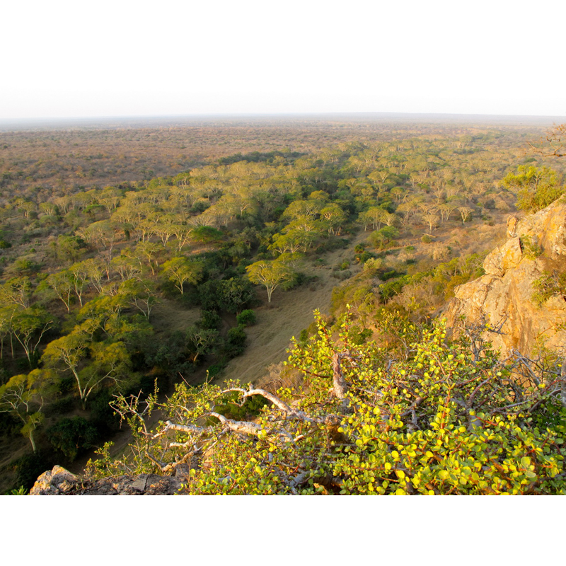 Territoire de chasse en Afrique du Sud