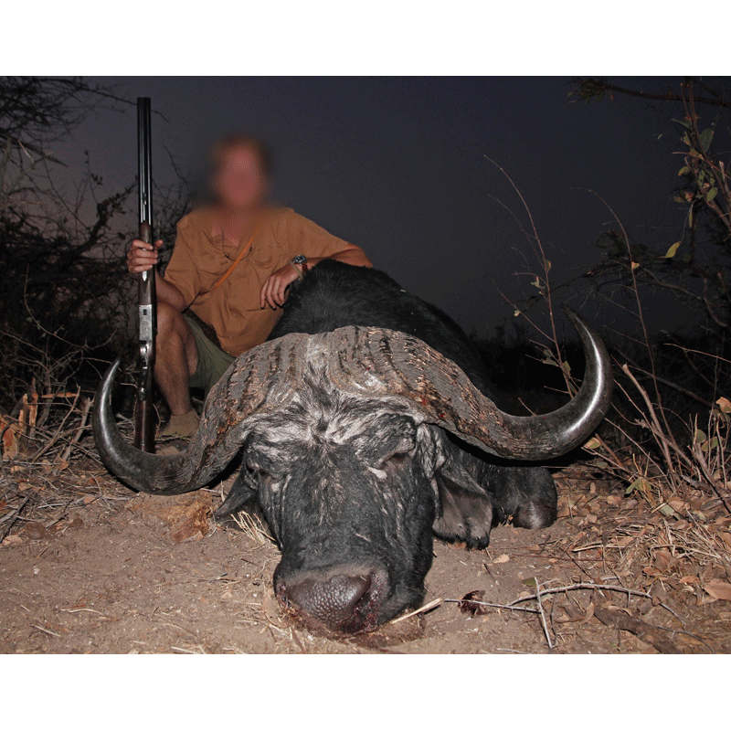 très beau trophée de buffle Caffer Caffer chassé en Afrique du Sud