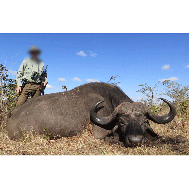 grand trophée de buffle Caffer Caffer tiré en Afrique du Sud