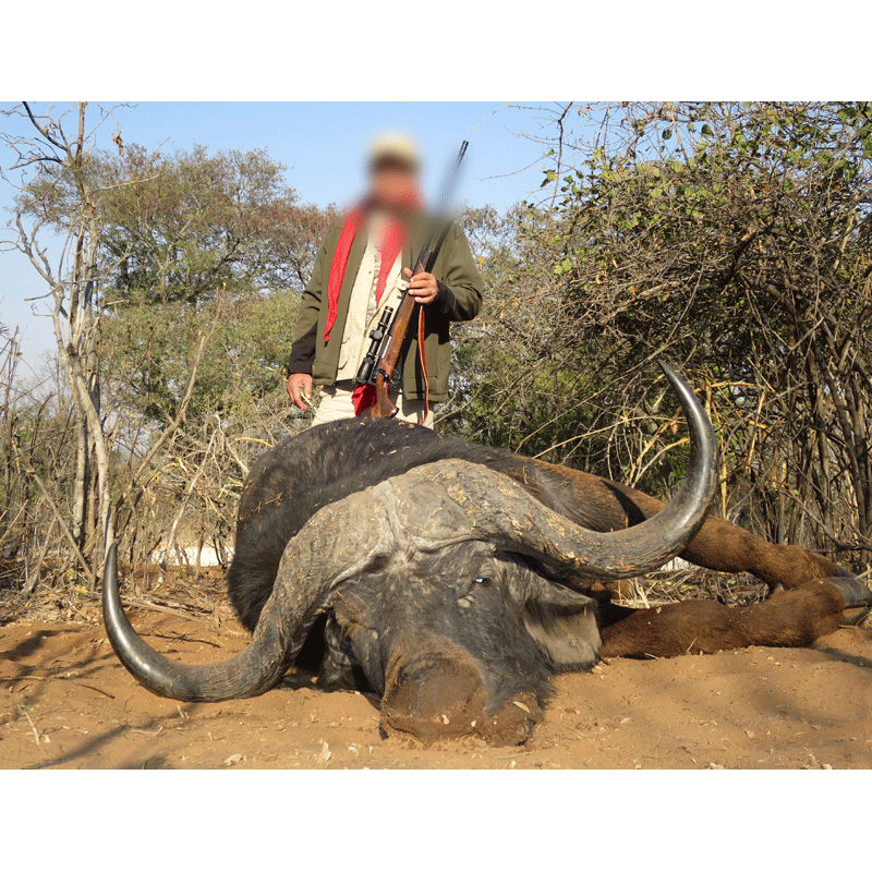 trophée de buffle Caffer Caffer tiré pendant une chasse en Afrique du Sud