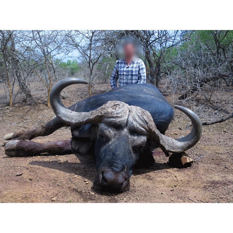 magnifique trophée de buffle Caffer Caffer tiré en Afrique du Sud