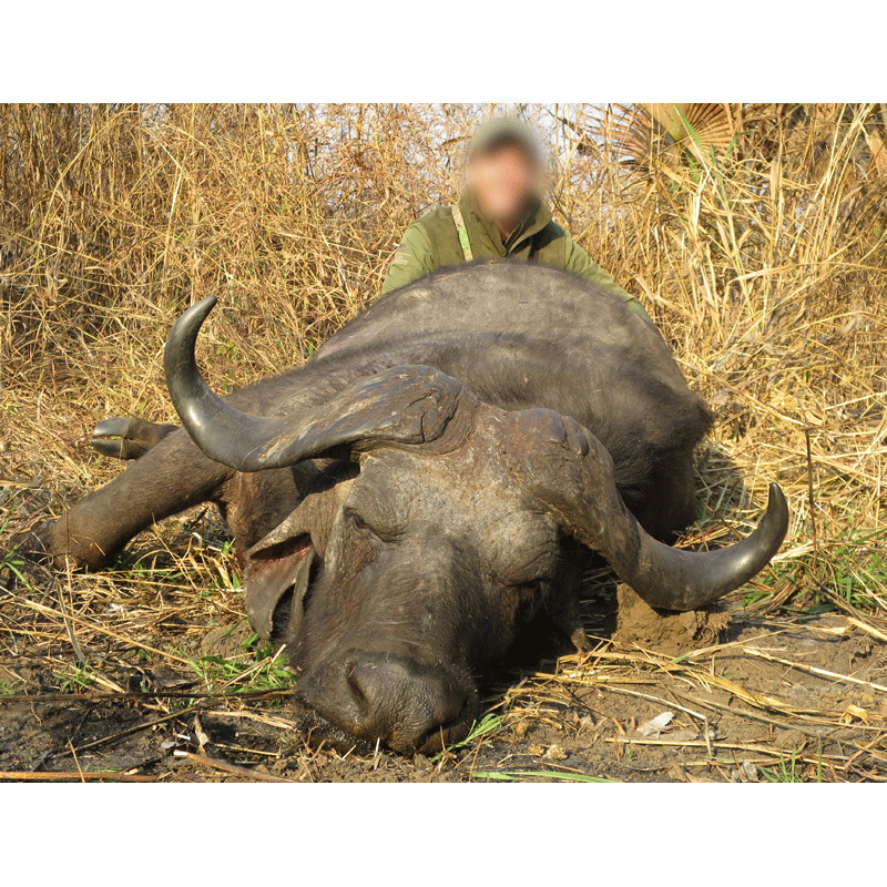 buffle Caffer Caffer chassé en Afrique du Sud