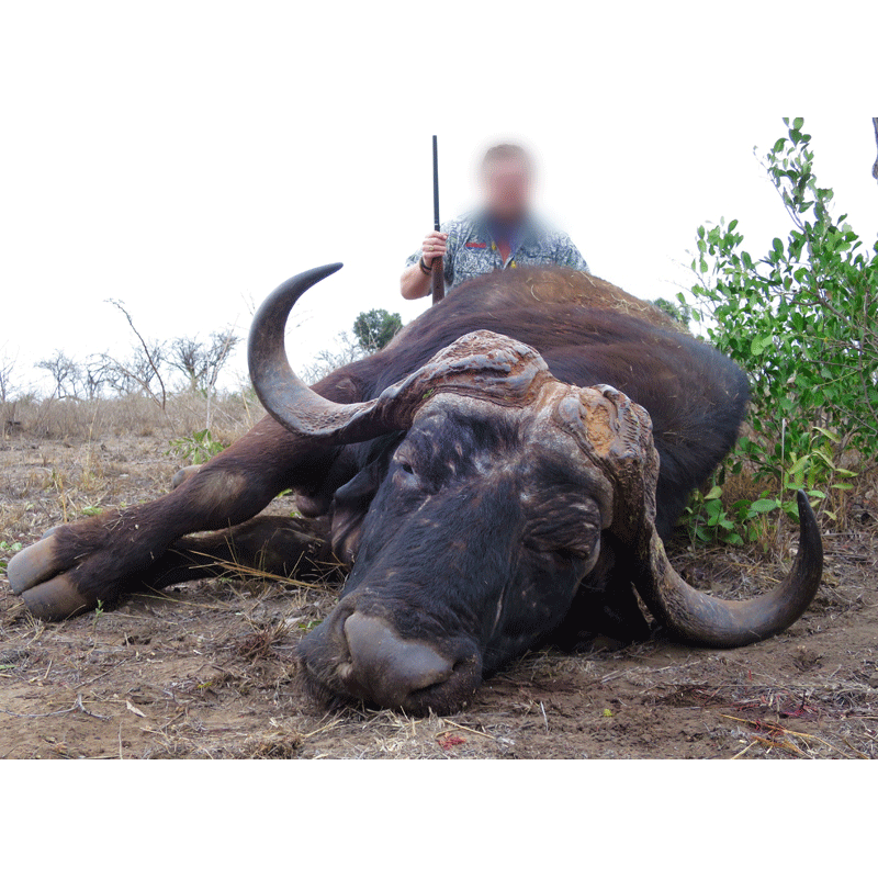 chasse au buffle Caffer Caffer en Afrique du Sud