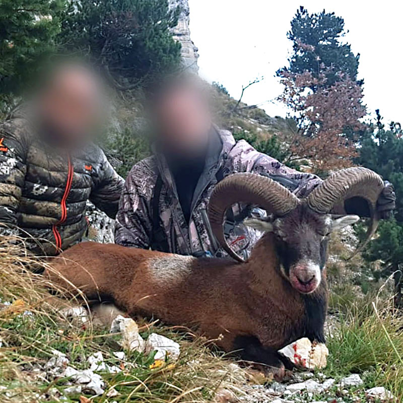 Mouflon hunt in the French Alps