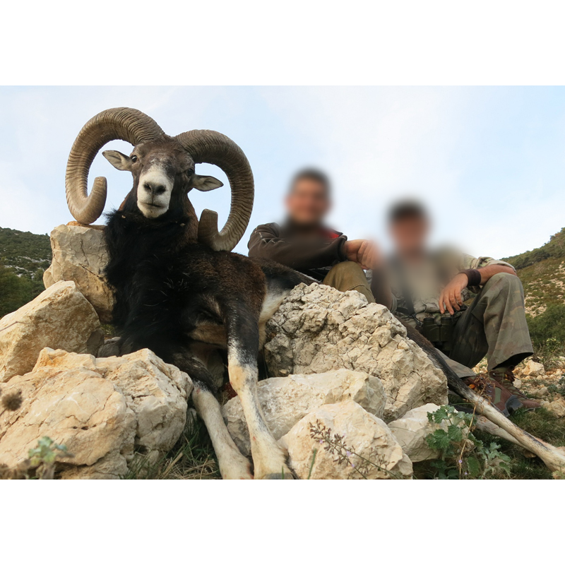 happy hunters with beautiful mouflo trophy shot in France