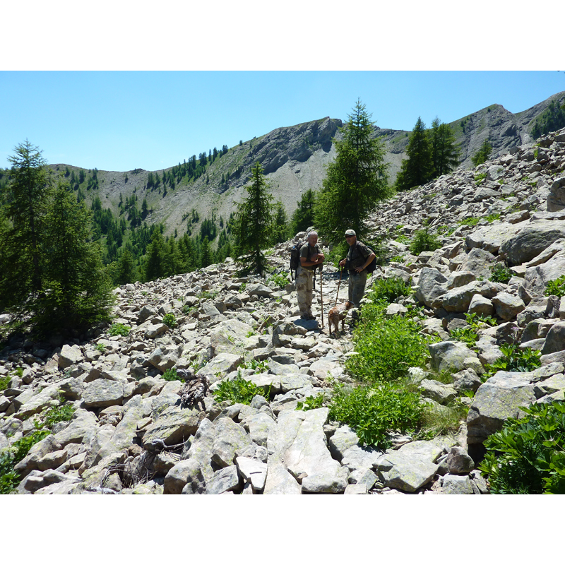 chamois hunting in the French mountains