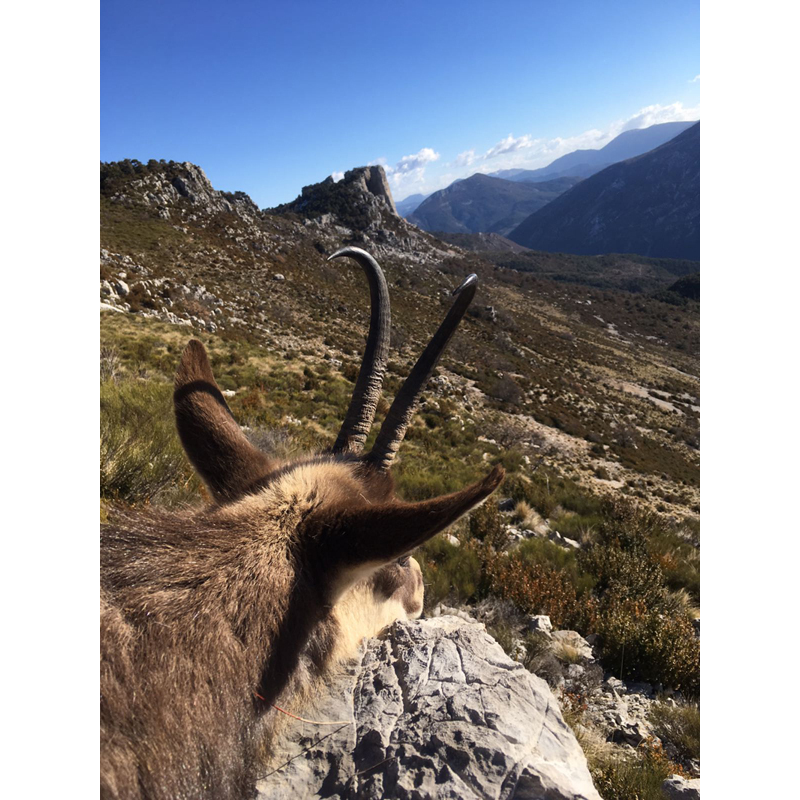 chamois trophy in France