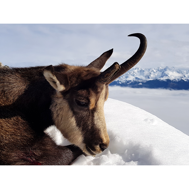 close-up on a Chartreuse chamois with a broken horn