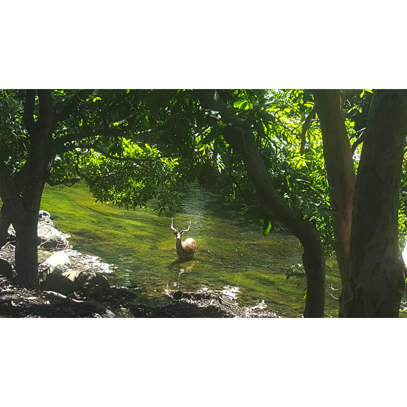 Javan rusa deer spotted on the hunting area