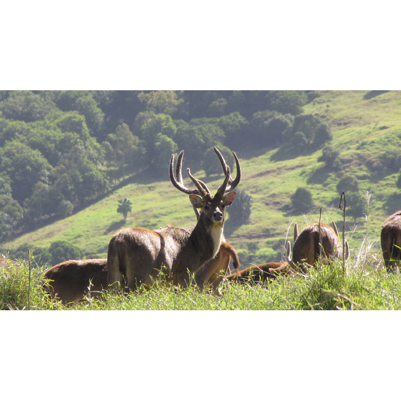 herds of Javan rusa deers in Mauritius