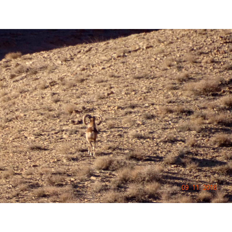 Nice mouflon on a hunting territory in Iran - beau mouflon sur une zone de chasse en Iran