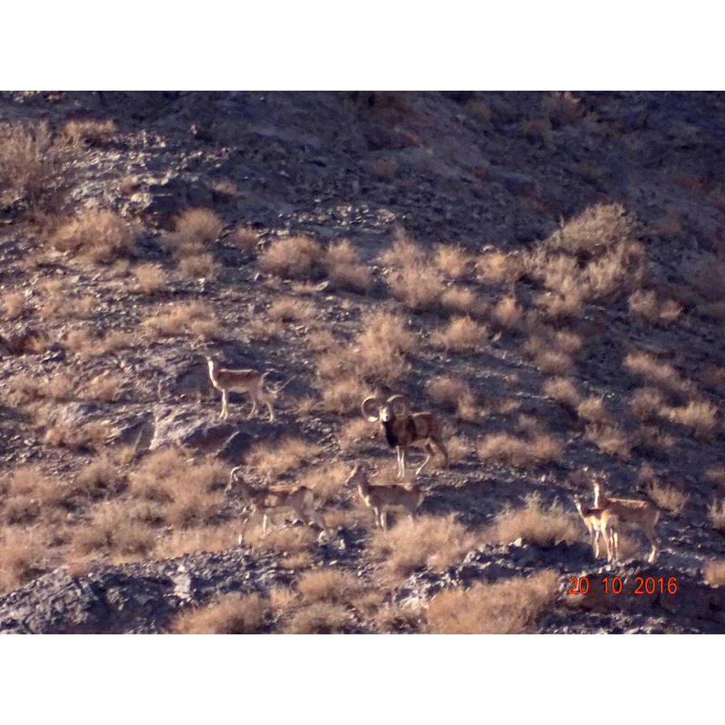 Big mouflon trophy in hunting area in Iran taken in 2016 - Beau trophée de mouflon sur un territoire