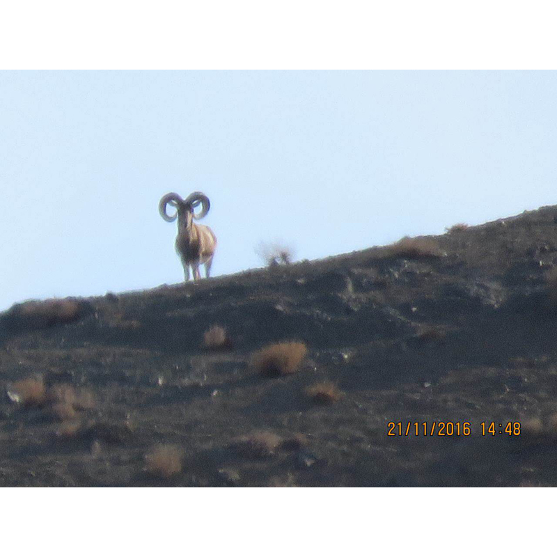 Hunt Iran - chasse Iran