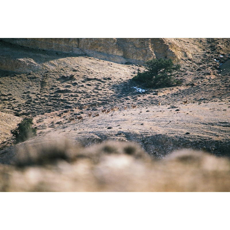 found in the Iran landscape a herd of mouflons