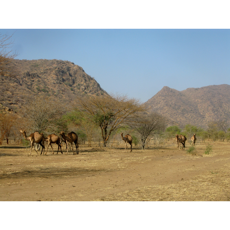 camels spotted in Chad