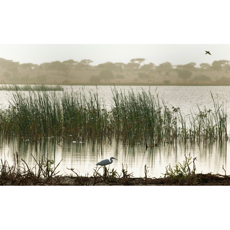 in the wild in Chad