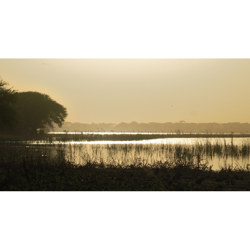 calm morning in Melfi hunting area in Chad