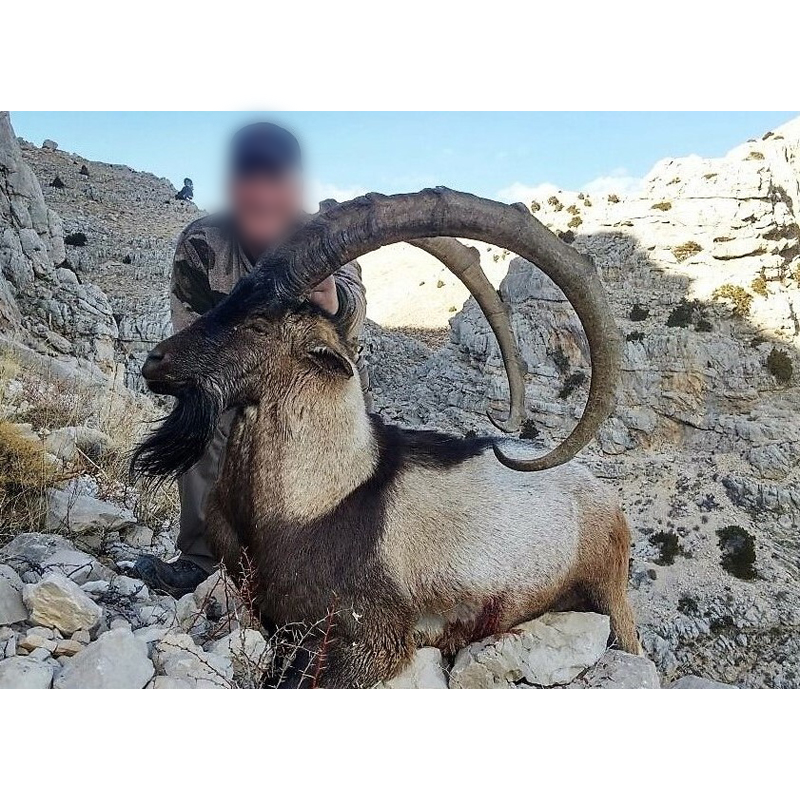 bel ibex bezoar tiré par un chasseur en Turquie
