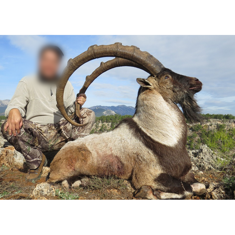 chasse de bouquetin bezoar en Turquie