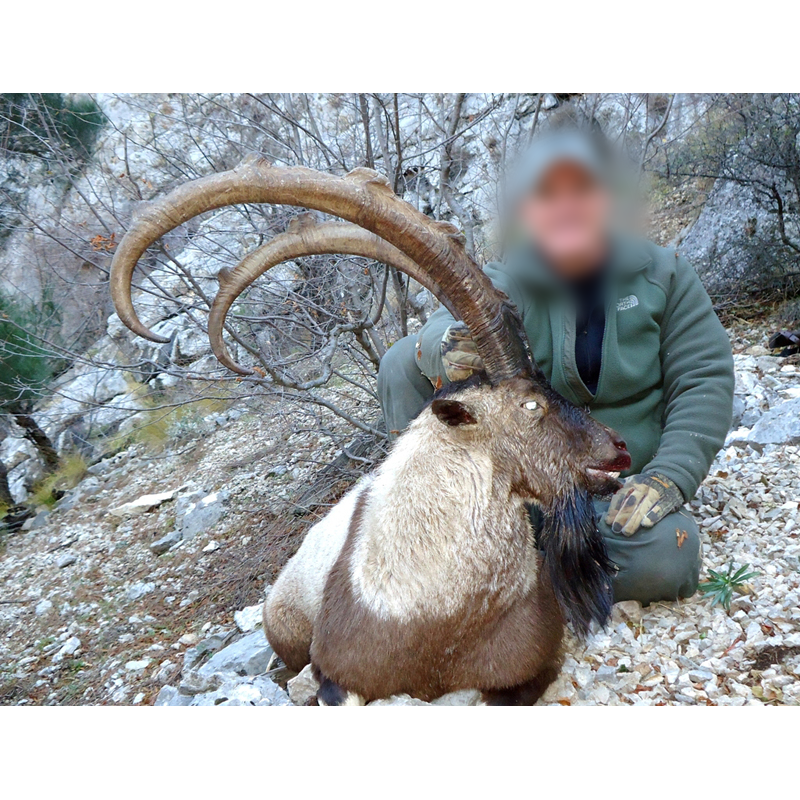 chasse au bouquetin bezoar en Turquie