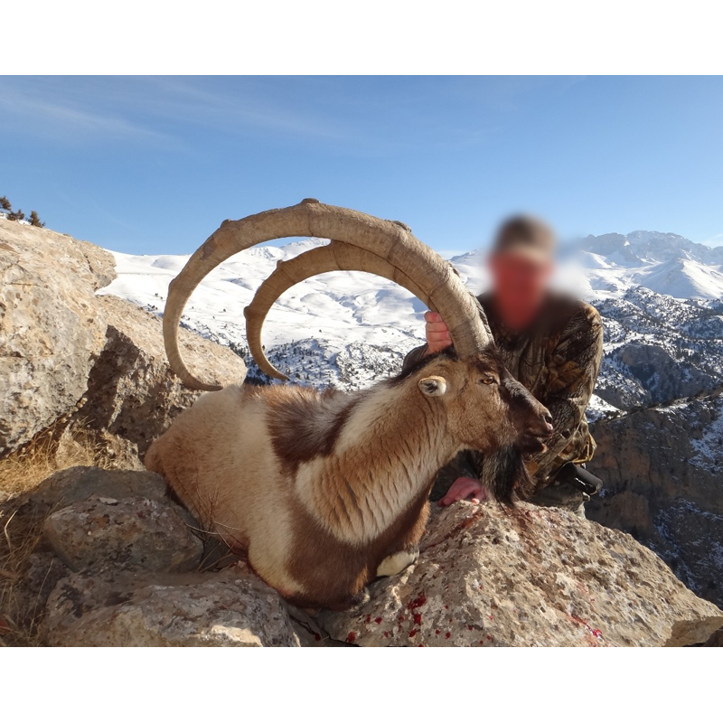 trophée d ibex bezoar et chasseur dans les montagnes turques