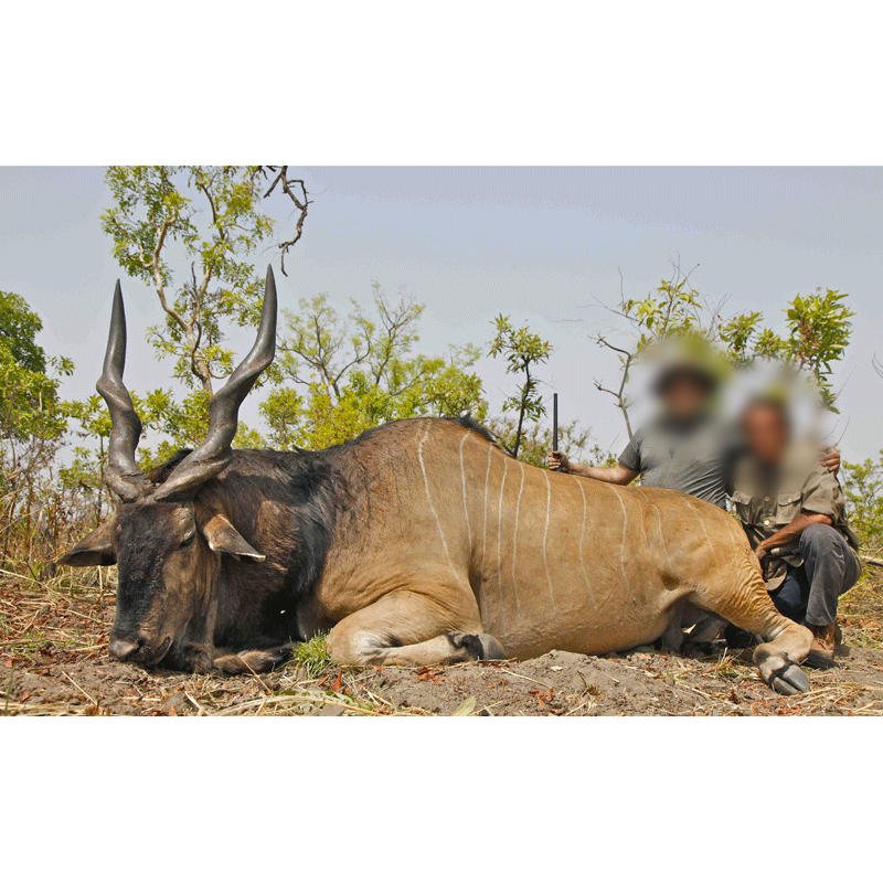 big lord derby eland shot on faro hunting concession in Cameroon