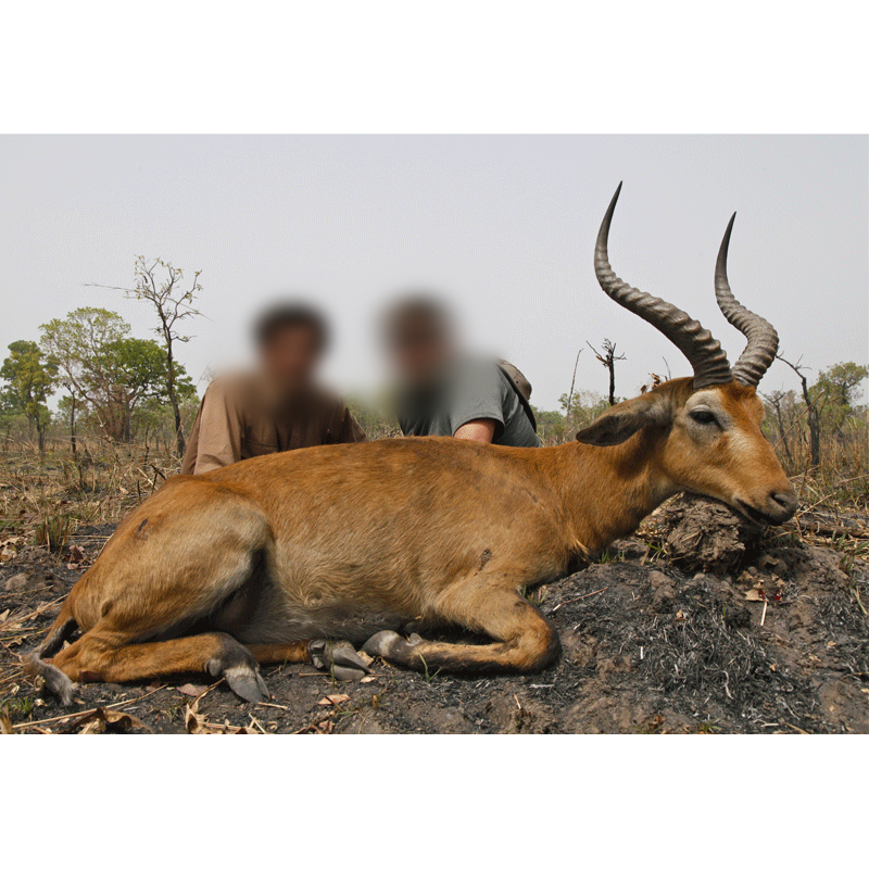 central kob trophy harvested in Cameroon