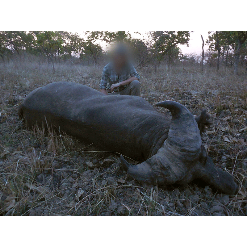 Savannah Buffalo trophy hunted in Cameroon in 2019