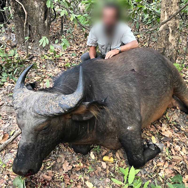 West African Savannah Buffalo trophy hunt in Faro area, in Cameroon