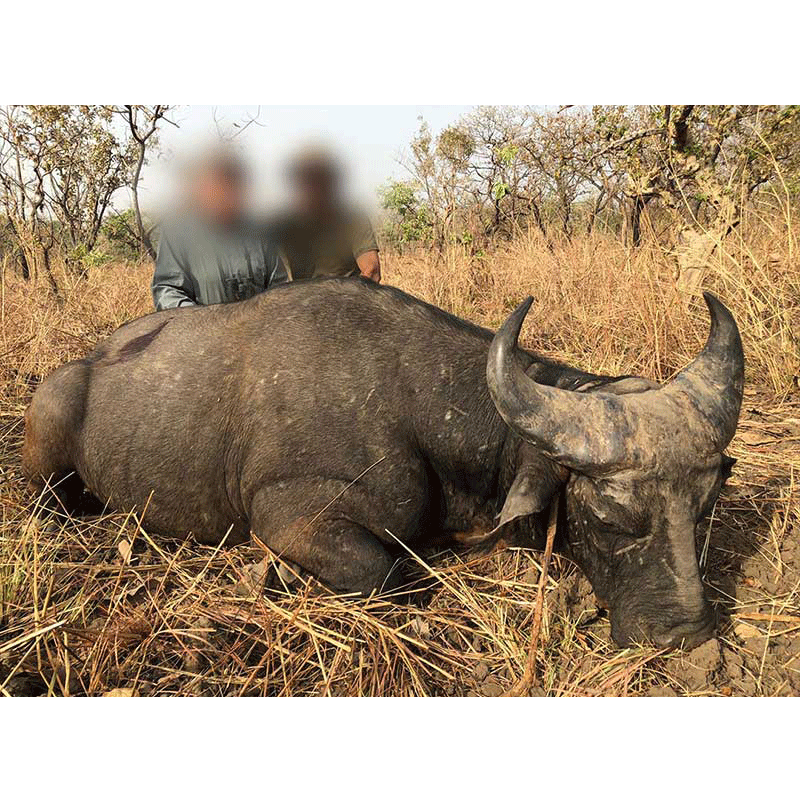 Savannah Buffalo hunted in Cameroon