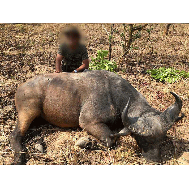 Beautiful West African Savannah Buffalo trophy from the 2020 season in Faro area, Cameroon