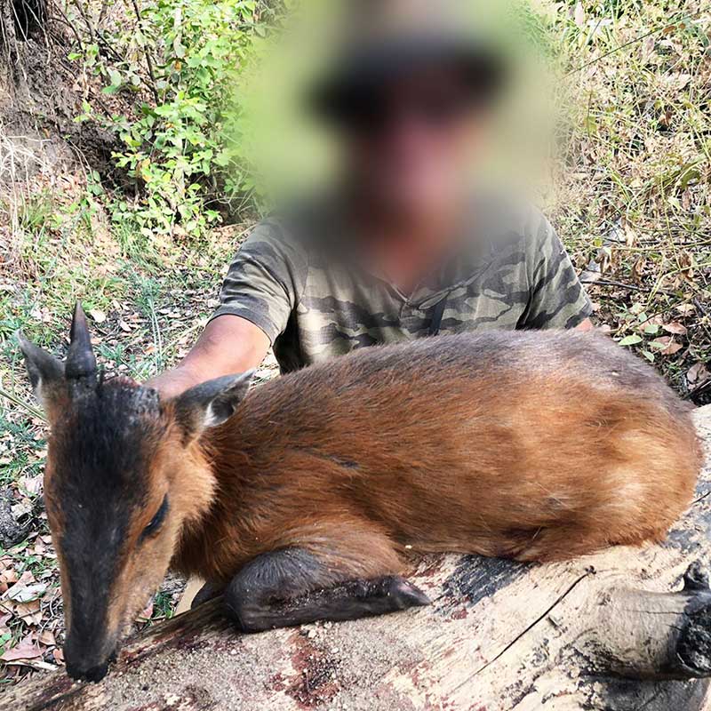 Red-flanked Duiker, a small antelope that can be hunted in Faro area, Cameroon