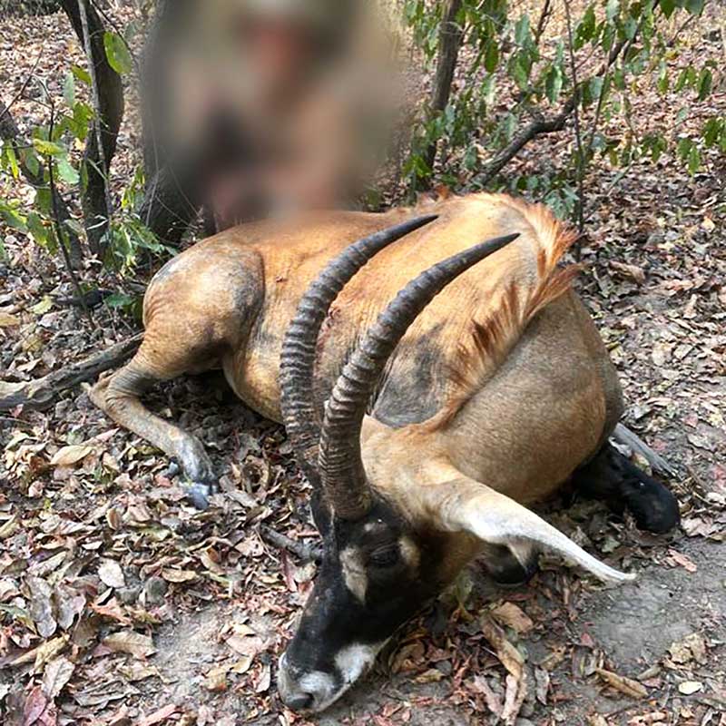 Roan Antelope trophy hunt in Faro area, Cameroon, in 2020