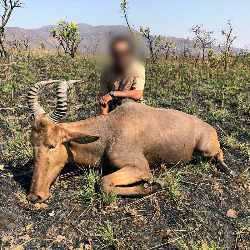 Western Hartebeest trophy, recognizable with Z-shaped-horns