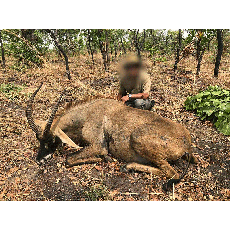 Roan Antelope harvested in February 2019 in Cameroon