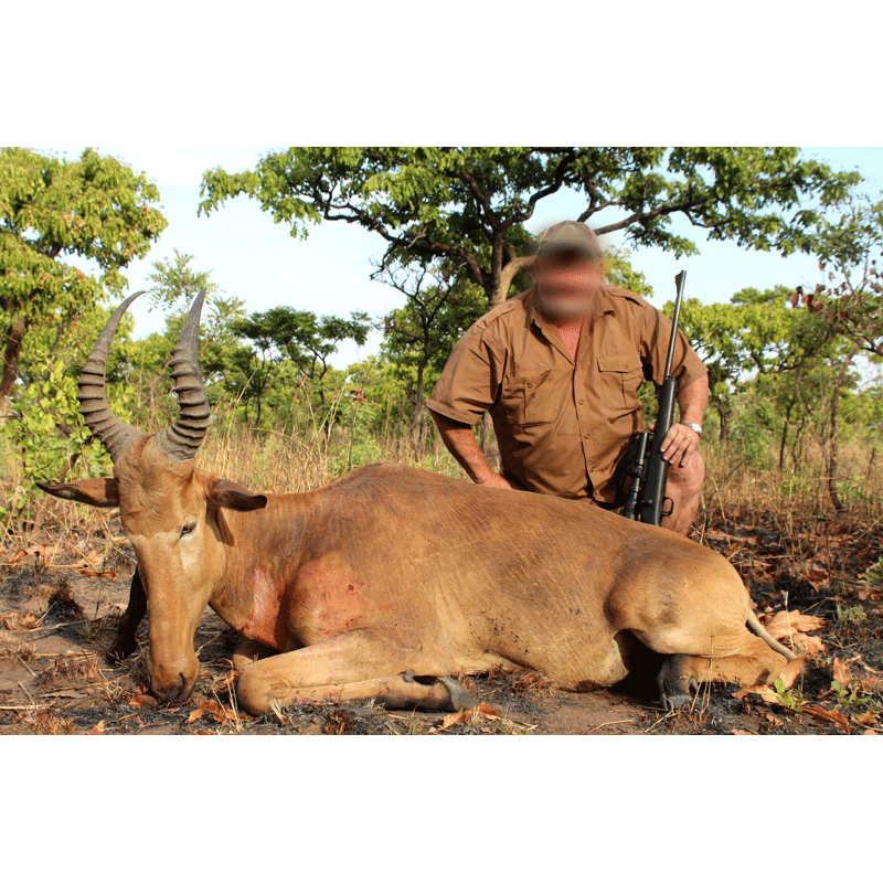 nice western hartebeest trophy in Faro hunting zone in Cameroon