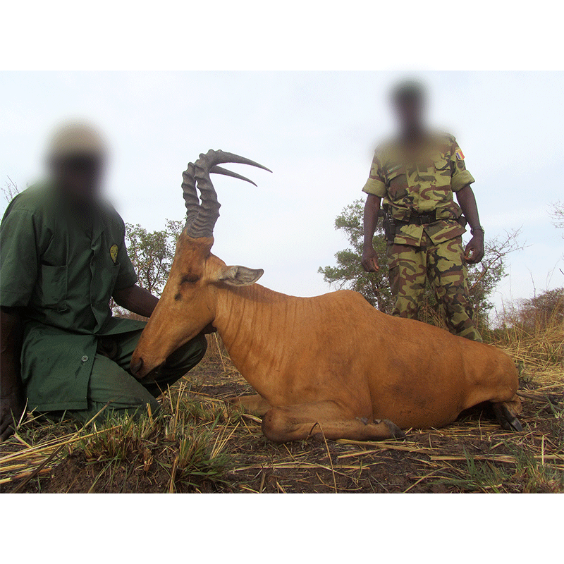 Lelwel Hartebeest trophy with the Melfi hunting area team