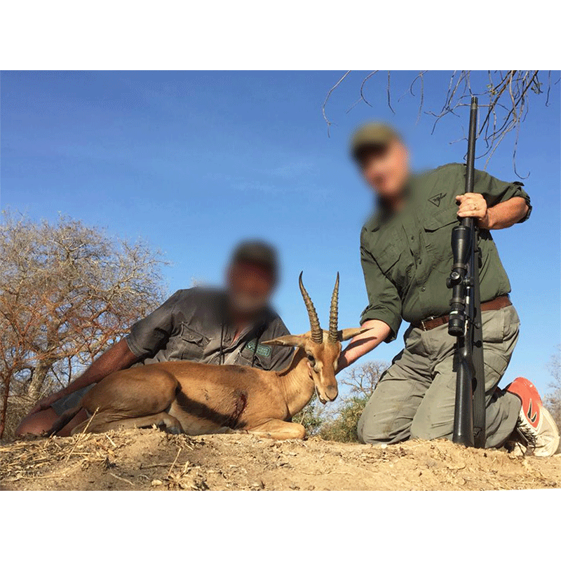 Red-fronted gazelle hunted in Chad in 2019