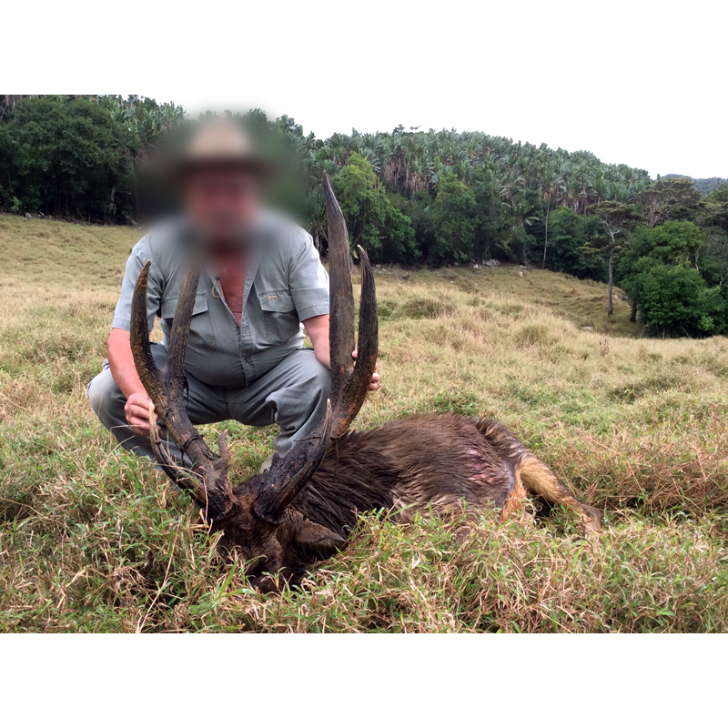 hunt in Mauritus for Javan rusa deer