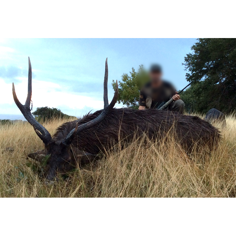 hunter with javan rusa deer trophy in Mauritius