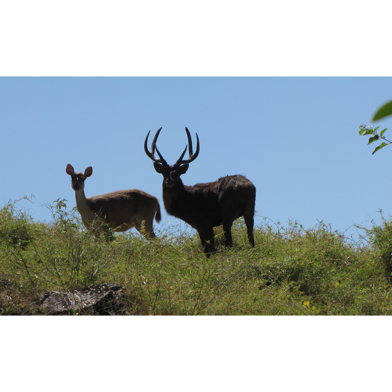 deers in Mauritius